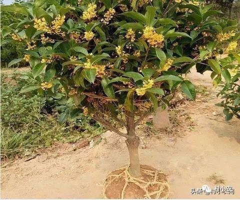 返鄉創業種植項目前景分析 野菜、花卉、花椒、藥材、果樹、蔬菜種植比較