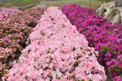 浙江金牛獎評選揭曉，杜鵑花王方永根為婺城蔬菜種植代言